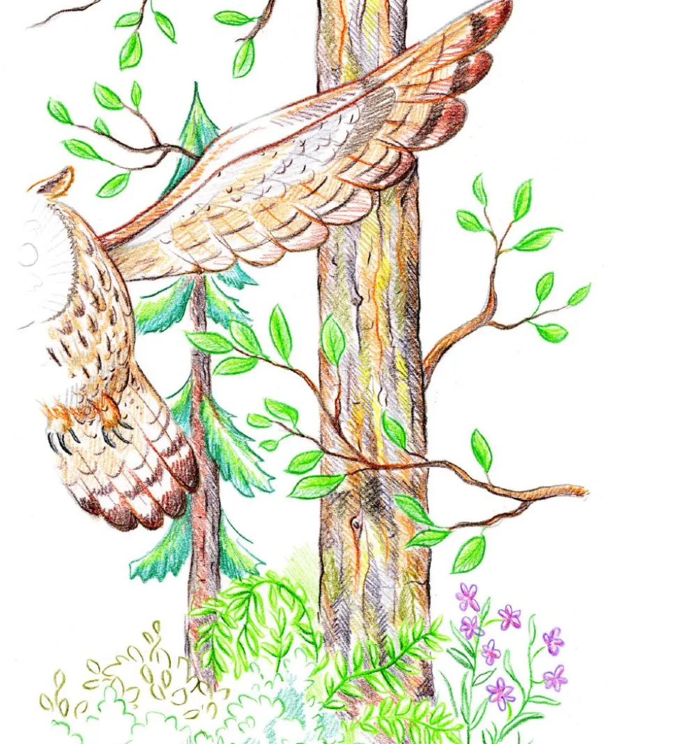 Staedtler Farveblyanter - Super Soft - 24 stk